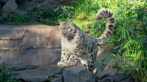 Leopardo en zoológico de California dio positivo por Covid-19