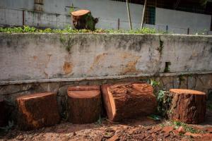 Talas indiscriminadas de árboles en Venezuela, una pérdida que se ha hecho más evidente