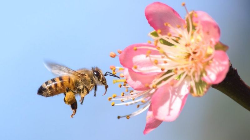 ¿Por qué sería una catástrofe que desaparecieran las abejas y qué puedes hacer para evitarlo?
