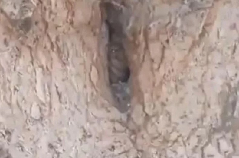 Se encontraron con la casa de un “duende” dentro de un árbol y lograron grabarlo (VIDEO)