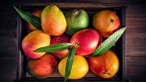 Estados Unidos anunció autorización de entrada al mango colombiano