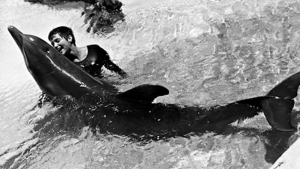 Sexo, drogas… y una tragedia: La historia del delfín que se suicidó por amor a una mujer