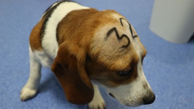 Posible sacrificio de 38 cachorros en España encendió las alarmas entre la comunidad defensora de animales