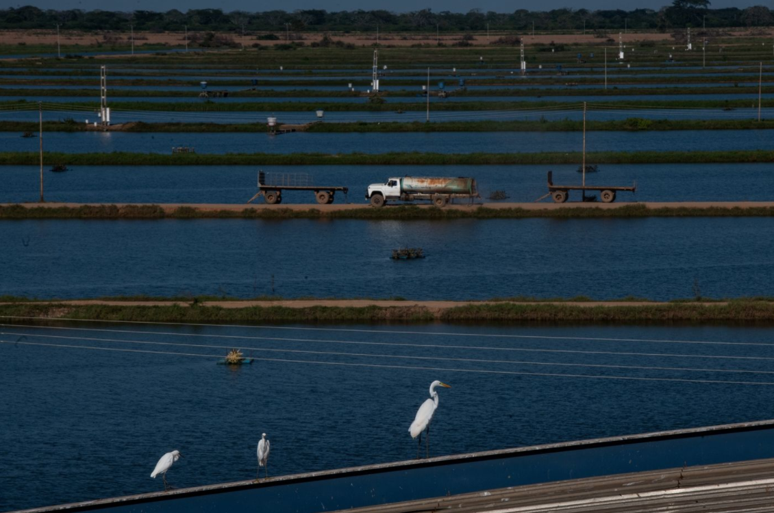 Bloomberg: A la sombra de un lago cubierto de crudo, Maracaibo exporta camarones