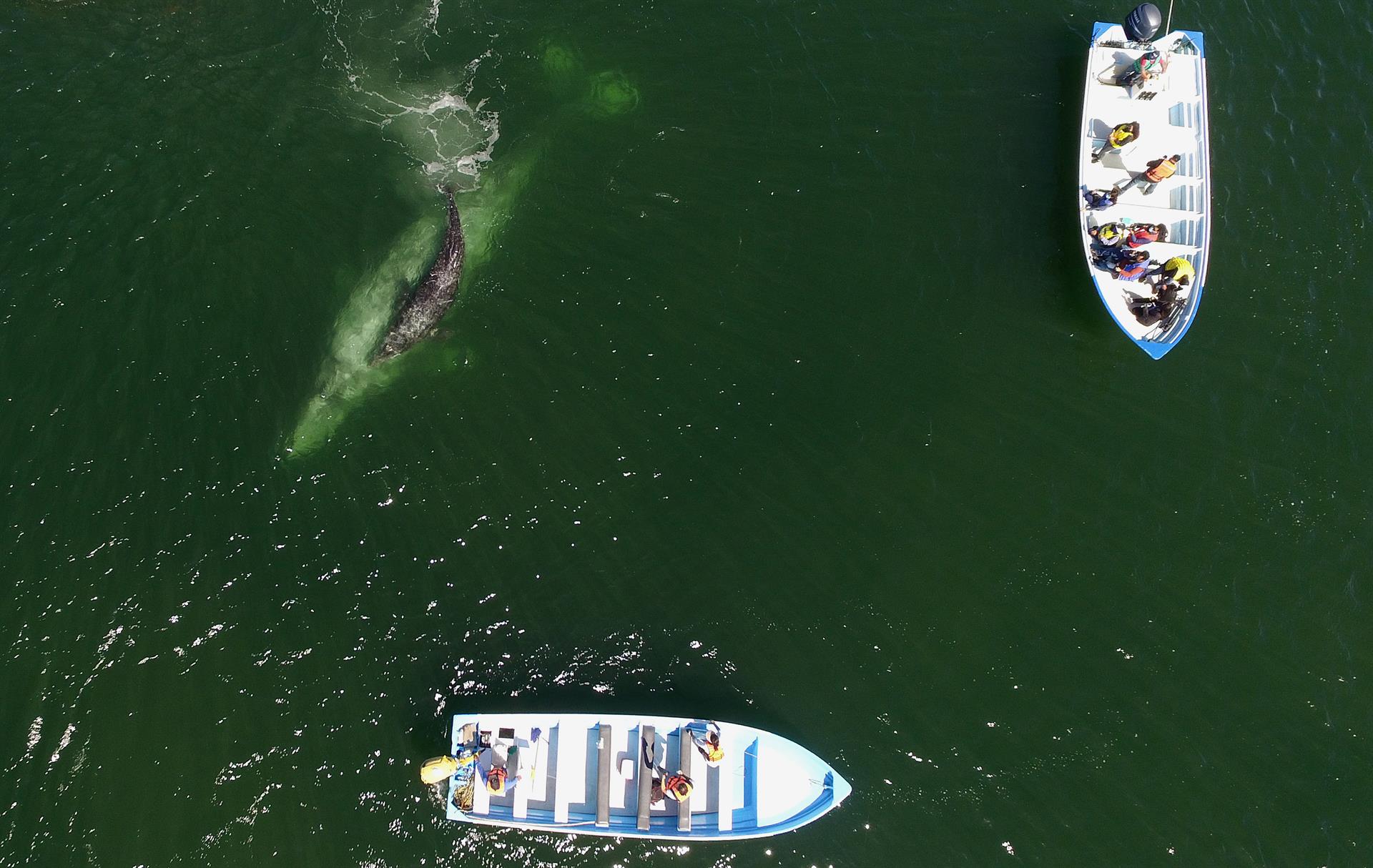 Al menos 29 de ballenas piloto mueren tras quedar varadas en Nueva Zelanda