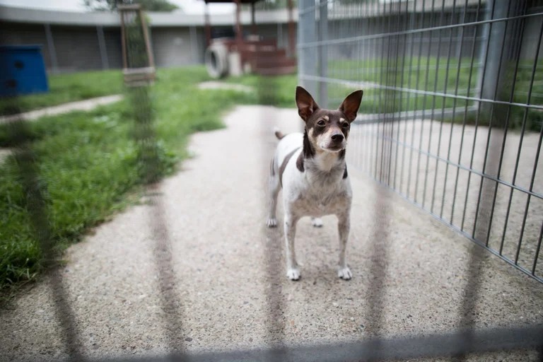 Contagioso virus de perros se esparce por parques del sur de Florida
