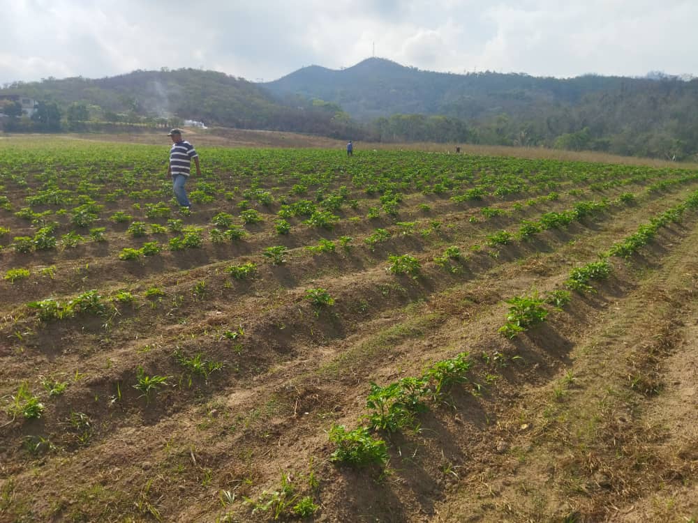 Productores de Carabobo denuncian que altos funcionarios del régimen de Maduro les están quitando sus tierras