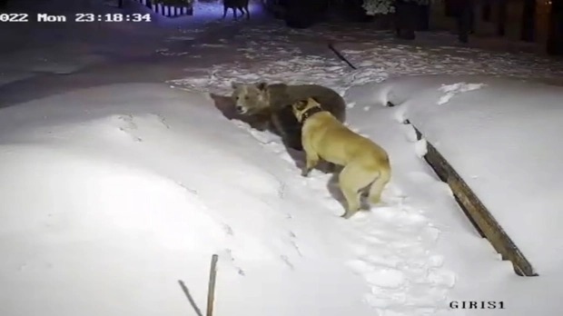 Momento increíble: El perro más valiente del mundo salvó a su dueño de un oso feroz (VIDEO)