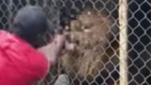 Aterrador momento en que un león muerde el dedo a trabajador de zoológico en Jamaica (VIDEO)
