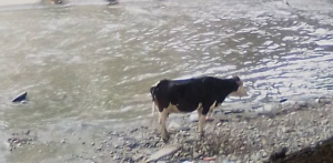 INSÓLITO: Rescataron a una vaca que se le escapó a su dueña y cayó en el río Guaire (Fotos)