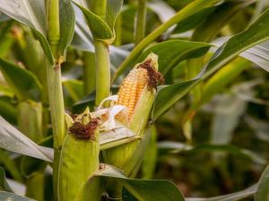 En peligro 70 mil hectáreas de maíz en Guárico por escasez de combustible