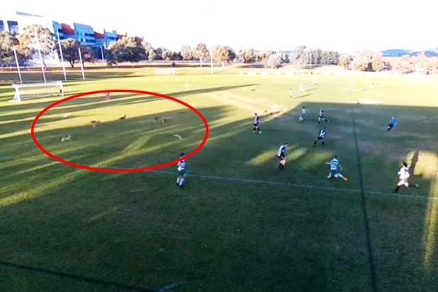 VIRAL: Canguros querían jugar fútbol e ingresaron a un campo en pleno partido (VIDEO)