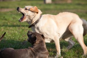 ¿Qué hacer y cómo tratar a los perros agresivos?