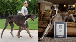 Zeus, el perro que mide más de un metro y quien ganó un récord Guinness por ser el más alto del mundo