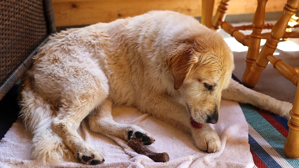 ¿Por qué los perros se lamen tanto las patas?