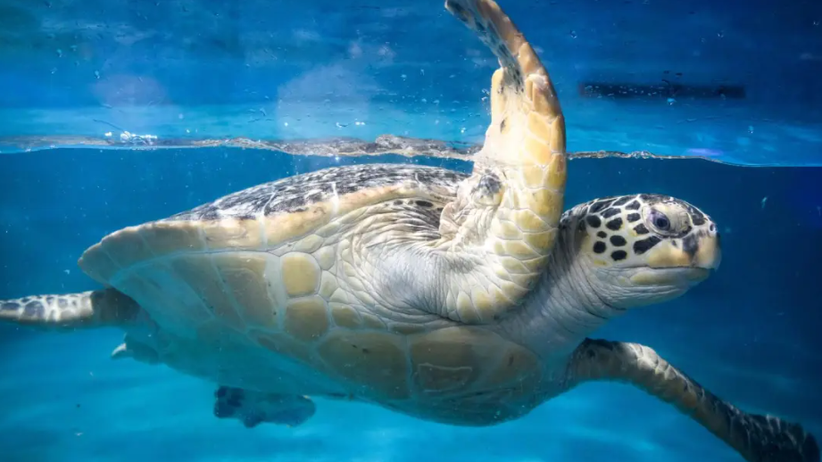 Decenas de tortugas marinas protegidas mueren apuñaladas en Japón