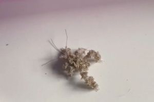 El “insecto asesino”: obligó a una mujer a mudarse después de ver polvo en su casa