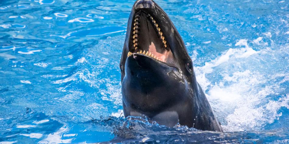 ¡No quiero morir!: El último grito de estudiante antes de ser atacada por orcas