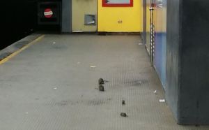 Para lo que quedó el Metro de Caracas, infestado de ratas en andén de Plaza Venezuela (Video)