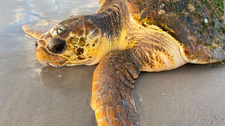 Misterio en Texas: Cientos de tortugas marinas quedan varadas en una playa y autoridades desconocen la razón