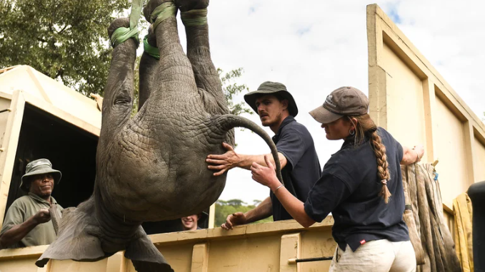 El “Arca de Noé” modelo 2022: mudarán más de dos mil animales salvajes para salvarles la vida en África