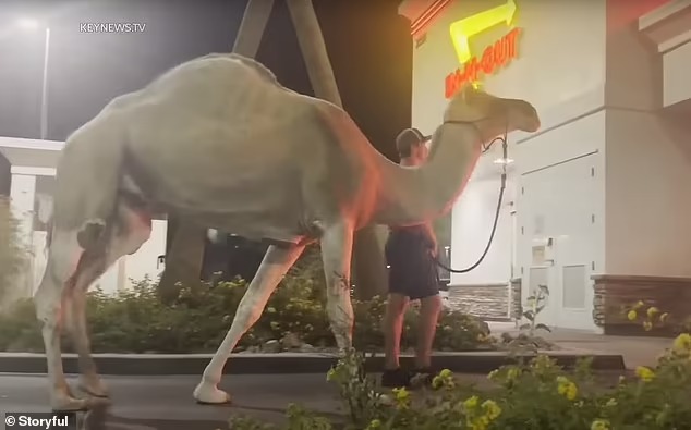 VIRAL: Camello hizo cola en autoservicio de comida rápida en Las Vegas… por unas papas fritas (VIDEO)