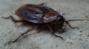 Así es la “cucaracha carnívora” extinta que ha reaparecido tras 90 años