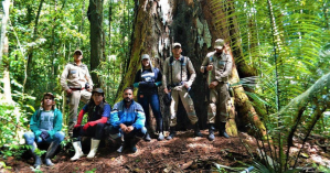 Científicos llegaron en Brasil al árbol más alto de la Amazonía