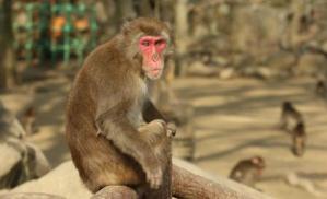 Funcionarios de Camboya acusados en EEUU por contrabando de monos salvajes