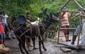 Campesinos larenses se valen de burros y mulas para trasladar sus productos (VIDEOS)