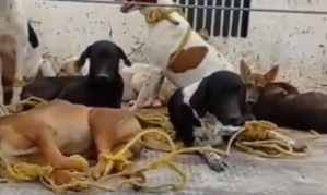 Maltrato animal en Carabobo: camioneta trasladaba nueve perritos amarrados de patas y hocico (Video)