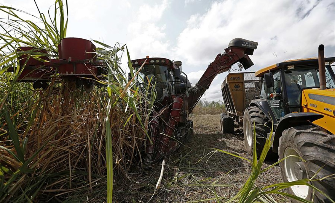 Sector privado mantiene a flote la industria azucarera en Venezuela, olvidada por el chavismo