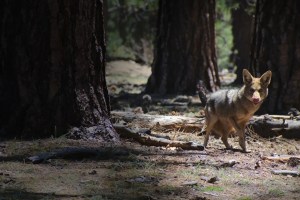 Impactantes imágenes: Coyote ataca salvajemente a una niña a plena luz del día en Los Ángeles