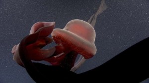 Rara “medusa fantasma” con brazos bucales en forma de cinta fue vista en la costa de California