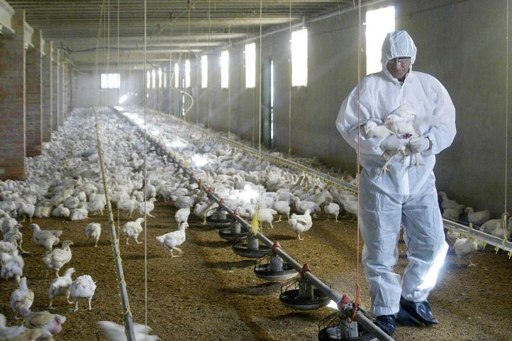 Europa vive la gripe aviar “más devastadora” de su historia