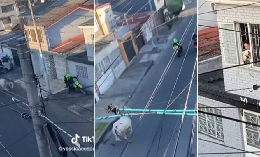 Hasta el perro se asomó: Vaca loca correteó a policías motorizados en Bogotá (VIDEO)