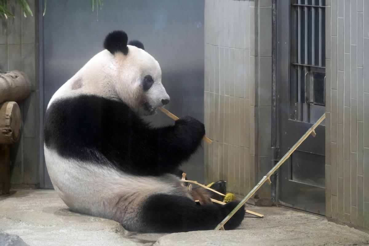 Miles de nipones se despiden del panda Xiang Xiang antes de su viaje a China