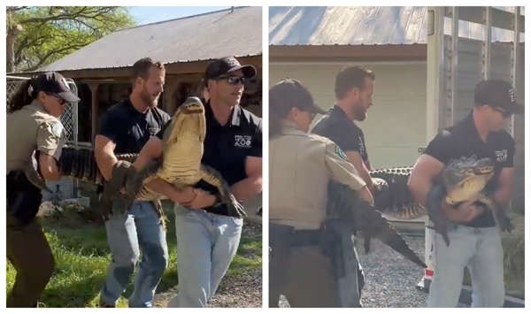 Descubren enorme caimán en el patio de una casa en Texas: Llevaba 20 años como mascota (VIDEO)