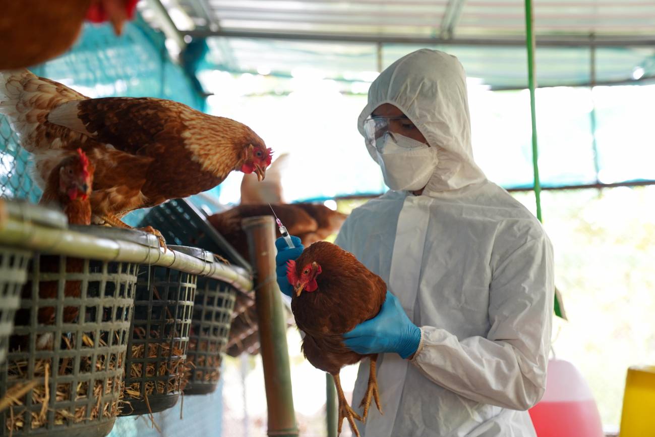 América Latina redobla acciones para frenar el avance de la influenza aviar