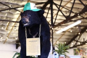 “Pablo EscoBear”: subastan el cuerpo embalsamado del oso que murió tras comer 20 kilos de cocaína