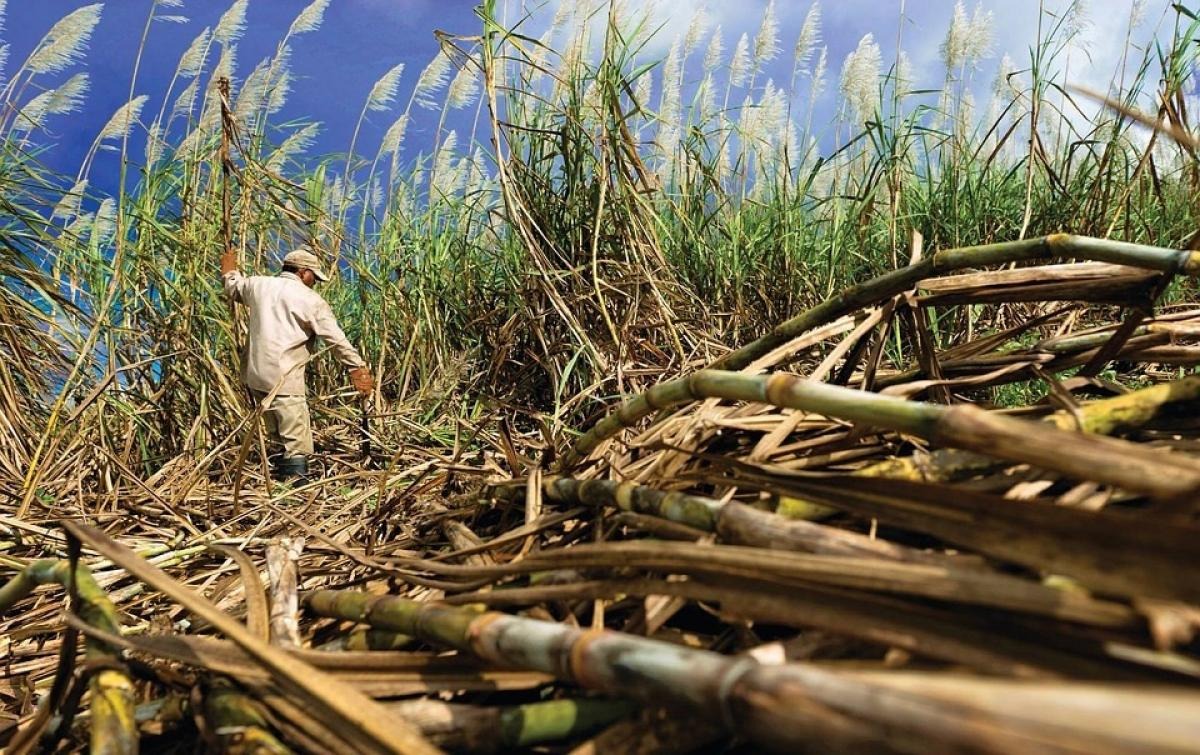 Falta de financiamiento pone en riesgo la producción de caña de azúcar en el país