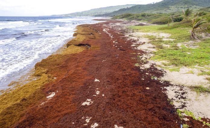Masa gigante de algas marinas amenaza la costa oeste de Florida