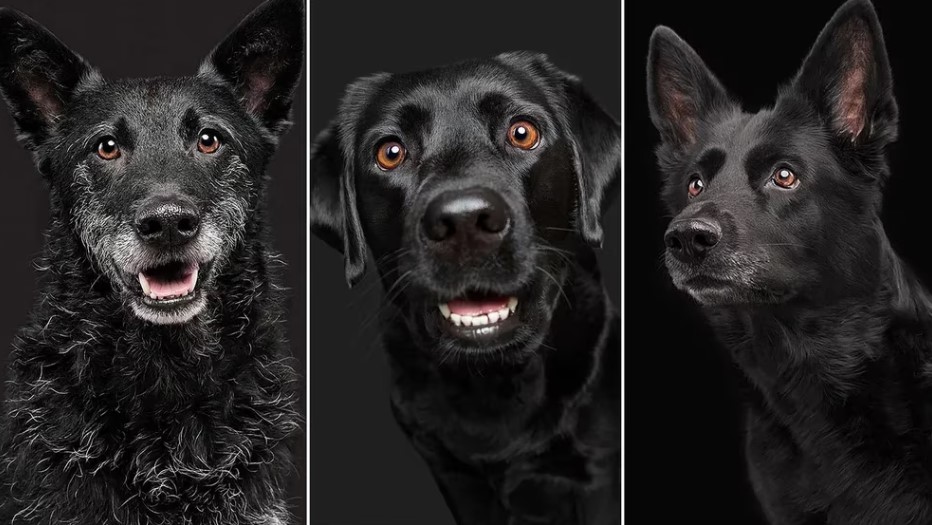 Fotógrafa se volvió viral retratando perros negros: Algunos los ven de mal agüero, yo creo que son elegantes y bonitos