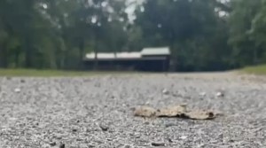 Juego de las escondidas mortal: Vecino mató a niña de 14 años de un disparo en la cabeza en Luisiana