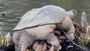 “Chonkosaurus”, la gigantesca tortuga mordedora que fue vista en río de Chicago (VIDEO)