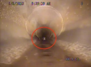 La peor de las pesadillas: Filmaron en un alcantarillado de Florida una criatura que no esperaban ver (VIDEO)