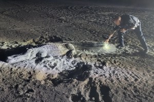 Se acercó a lo que creía que era un caimán en playa de Florida, pero cuando lo vio de frente quedó impactado