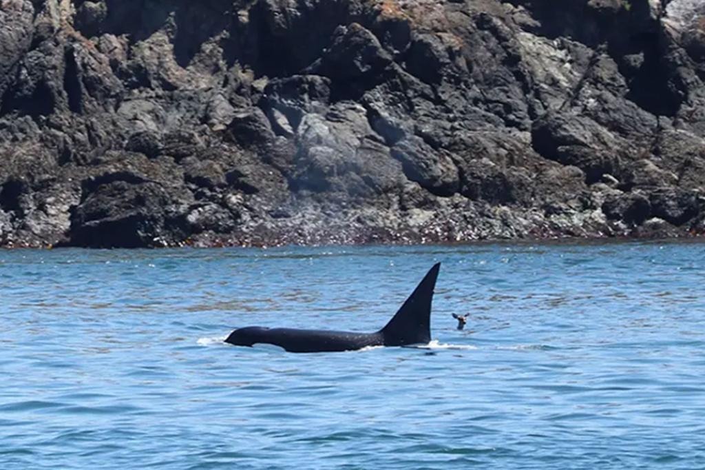 FOTO: Un ciervo sorprendió a todos al nadar junto a una orca en la costa de Washington