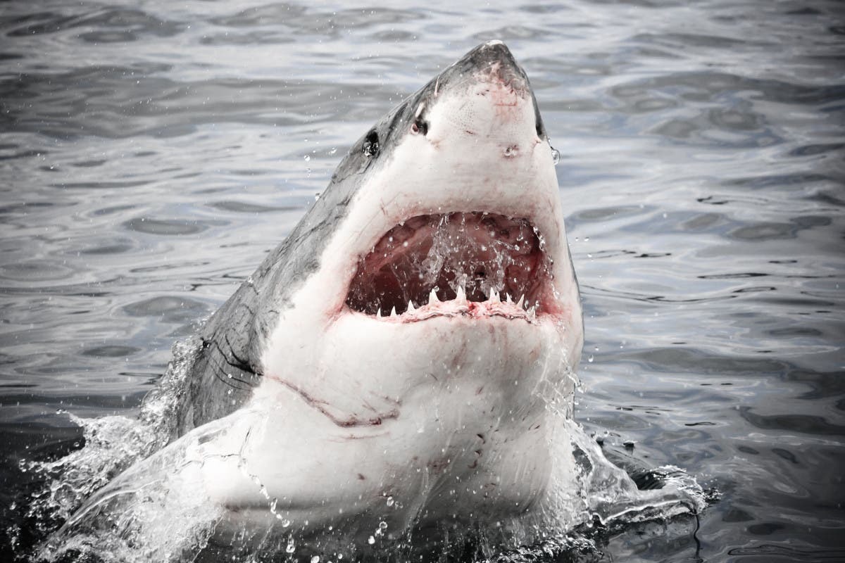 El ataque salvaje de un tiburón llevó a un turista a desangrarse hasta la muerte en una playa de México