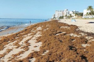 Peligro en playas de Florida: Encontraron mortales bacterias carnívoras